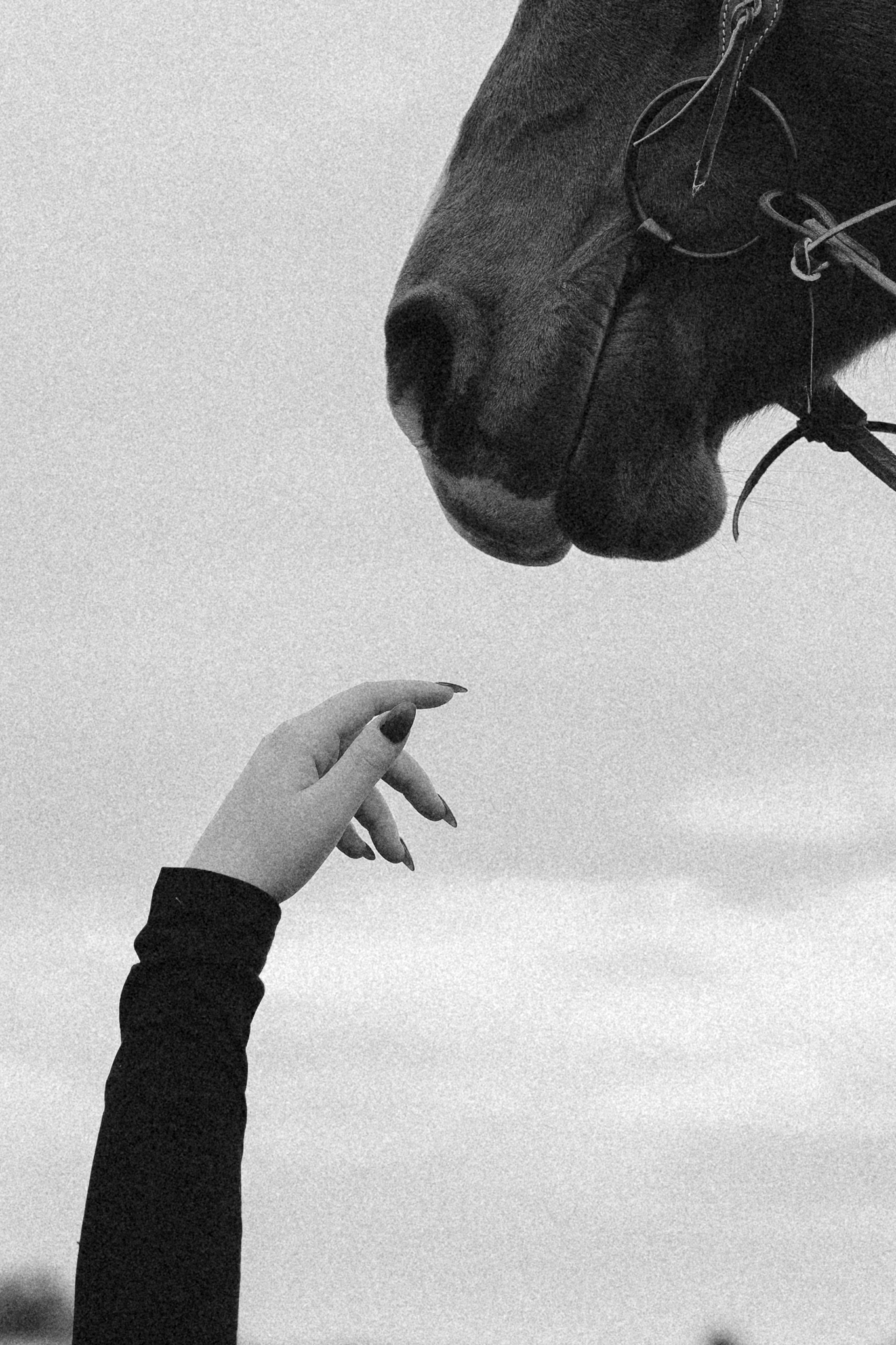 A creative portrait session with horses